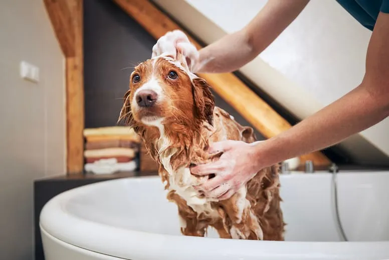 Jak często kąpać psa