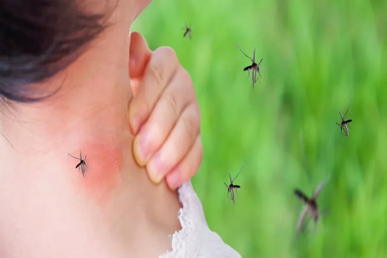 Jak wygląda ugryzienie komara?