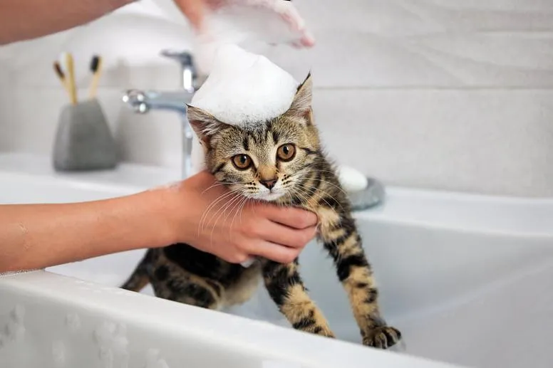 Kąpanie kota – czy koty powinno się kąpać?
