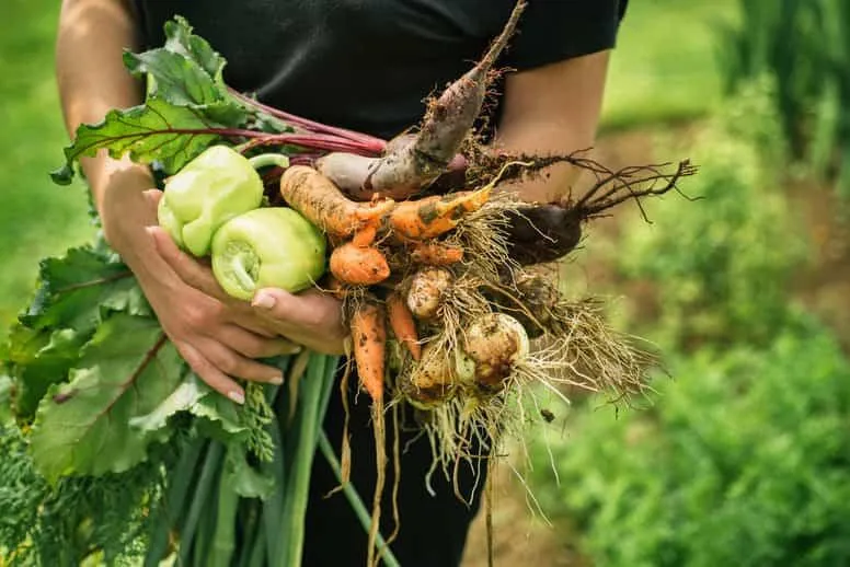 Ogródek warzywny krok po kroku – od czego zacząć i jak zrobić warzywnik?