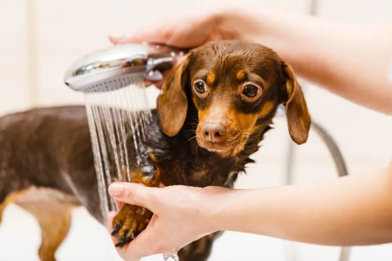 Jak myć psa?