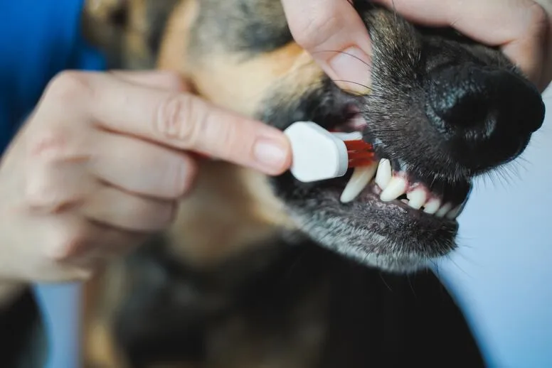 Czyszczenie zębów u psa – jak myć psu zęby? 