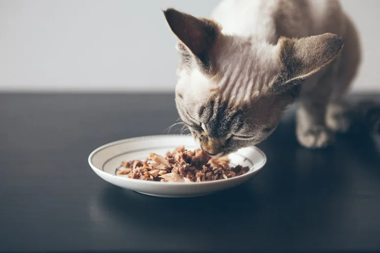 Czym karmić kota