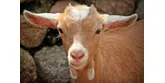 Mleko kozie w diecie niemowląt i dzieci – wszystko, co powinieneś na ten temat wiedzieć!