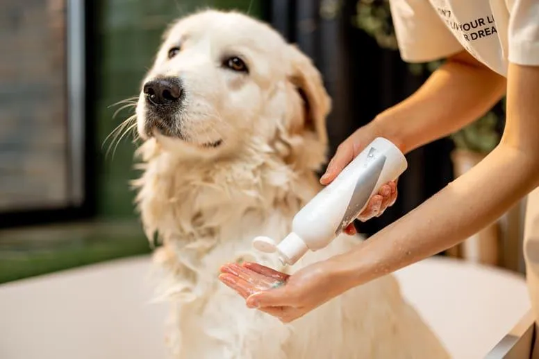 Kąpanie psa – jak i czym myć swojego pupila?