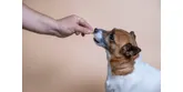 Jak podać psu tabletkę? Sposoby na podanie pupilowi tabletki
