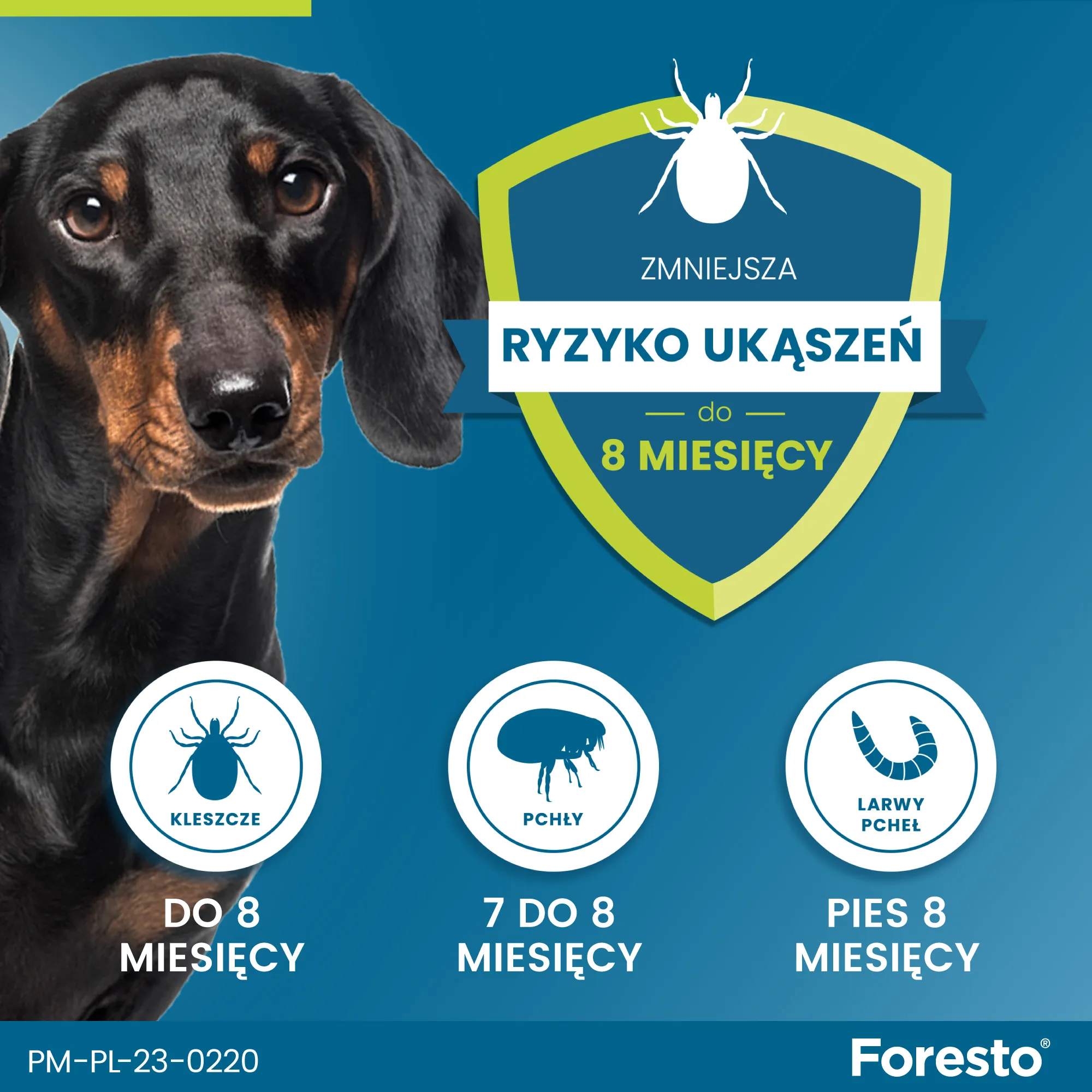 Foresto, 4,50 g + 2,03 g obroża dla psów > 8 kg, 1 sztuka 