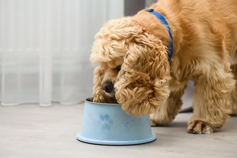 Jak zbilansować dietę dla psa