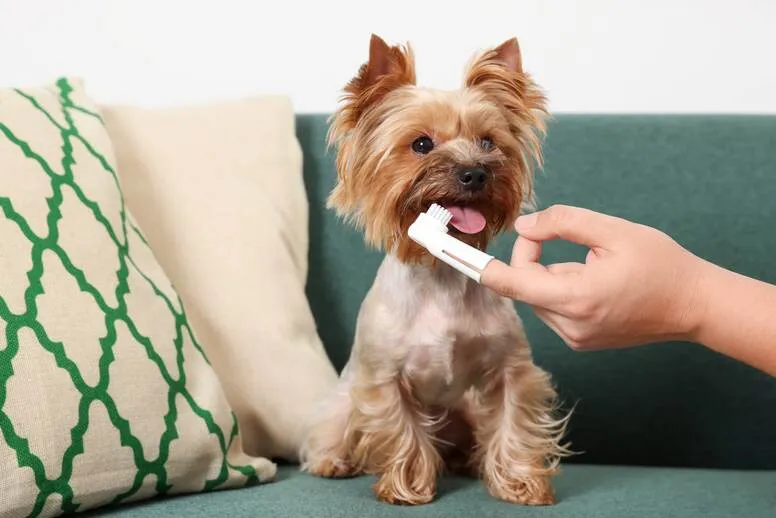Jak często myć psu zęby?