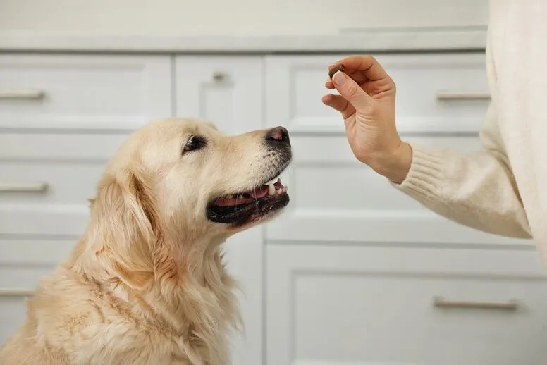 Co zrobić żeby pies zjadł tabletkę?